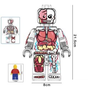 Transparent Anatomical Human