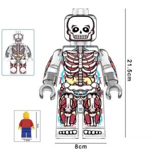 Transparent Skeleton Human